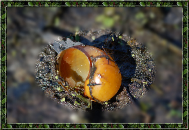 snail